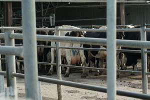 Dairy cows - Waiting to be milked - Captured at Caldermeade Farm, Caldermeade VIC Australia.