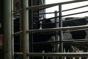 Dairy cows - Waiting to be milked - Captured at Caldermeade Farm, Caldermeade VIC Australia.