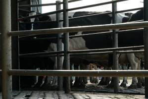 Dairy cows - Waiting to be milked - Captured at Caldermeade Farm, Caldermeade VIC Australia.