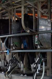 Dairy cows - Captured at Caldermeade Farm, Caldermeade VIC Australia.