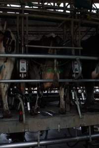 Dairy cows - Captured at Caldermeade Farm, Caldermeade VIC Australia.