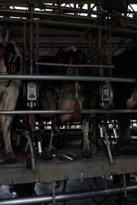 Dairy cows - Captured at Caldermeade Farm, Caldermeade VIC Australia.