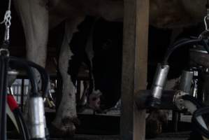 Dairy cows - Cow looking at me through the legs of other cows as they are milked - Captured at Caldermeade Farm, Caldermeade VIC Australia.