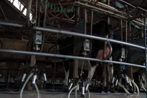 Dairy cows - Captured at Caldermeade Farm, Caldermeade VIC Australia.