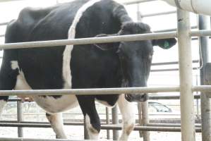 Dairy cows - Waiting to be milked - Captured at Caldermeade Farm, Caldermeade VIC Australia.