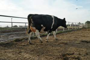 Dairy cows - Waiting to be milked - Captured at Caldermeade Farm, Caldermeade VIC Australia.