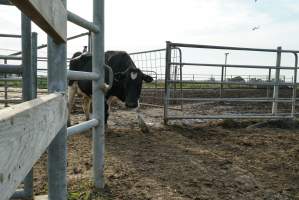 Dairy cows - Waiting to be milked - Captured at Caldermeade Farm, Caldermeade VIC Australia.