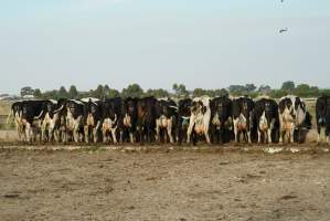 Dairy cows - Waiting to be milked - Captured at Caldermeade Farm, Caldermeade VIC Australia.