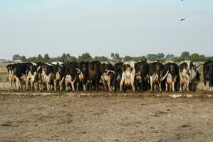 Dairy cows - Waiting to be milked - Captured at Caldermeade Farm, Caldermeade VIC Australia.