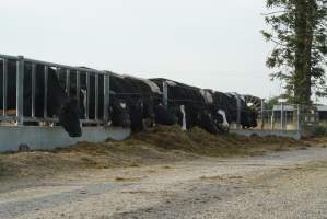 Dairy cows - Waiting to be milked - Captured at Caldermeade Farm, Caldermeade VIC Australia.