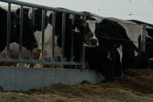 Dairy cows - Waiting to be milked - Captured at Caldermeade Farm, Caldermeade VIC Australia.