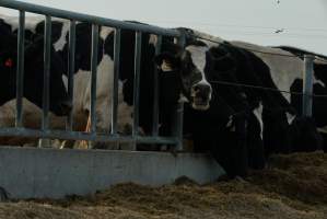 Dairy cows - Waiting to be milked - Captured at Caldermeade Farm, Caldermeade VIC Australia.