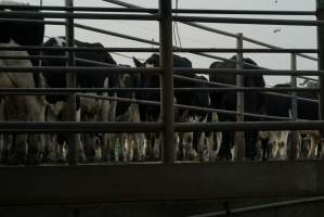 Dairy cows - Waiting to be milked - Captured at Caldermeade Farm, Caldermeade VIC Australia.