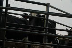 Dairy cows - Waiting to be milked - Captured at Caldermeade Farm, Caldermeade VIC Australia.