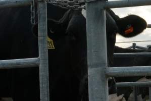 Dairy cows - Waiting to be milked - Captured at Caldermeade Farm, Caldermeade VIC Australia.