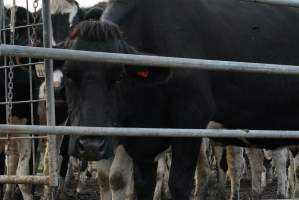 Dairy cows - Waiting to be milked - Captured at Caldermeade Farm, Caldermeade VIC Australia.