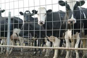 Dairy cows - Waiting to be milked - Captured at Caldermeade Farm, Caldermeade VIC Australia.