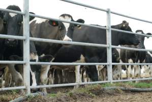 Dairy cows - Waiting to be milked - Captured at Caldermeade Farm, Caldermeade VIC Australia.