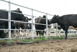 Dairy cows - Waiting to be milked - Captured at Caldermeade Farm, Caldermeade VIC Australia.