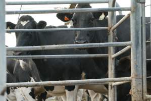 Dairy cows - Waiting to be milked - Captured at Caldermeade Farm, Caldermeade VIC Australia.