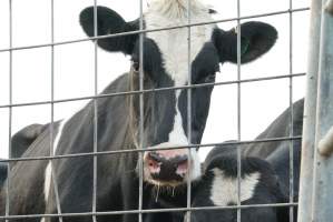 Dairy cows - Waiting to be milked - Captured at Caldermeade Farm, Caldermeade VIC Australia.