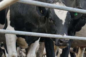 Dairy cows - Waiting to be milked - Captured at Caldermeade Farm, Caldermeade VIC Australia.