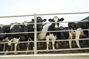 Dairy cows - Waiting to be milked - Captured at Caldermeade Farm, Caldermeade VIC Australia.