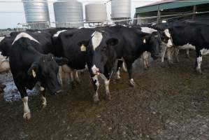 Dairy cows - Waiting to be milked - Captured at Caldermeade Farm, Caldermeade VIC Australia.