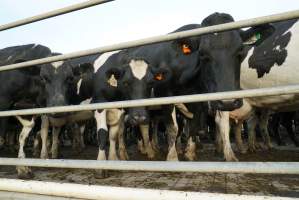 Dairy cows - Waiting to be milked - Captured at Caldermeade Farm, Caldermeade VIC Australia.