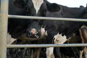 Dairy cows - Waiting to be milked - Captured at Caldermeade Farm, Caldermeade VIC Australia.