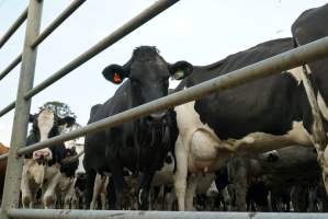 Dairy cows - Waiting to be milked - Captured at Caldermeade Farm, Caldermeade VIC Australia.