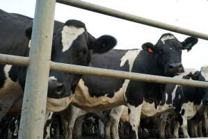 Dairy cows - Waiting to be milked - Captured at Caldermeade Farm, Caldermeade VIC Australia.