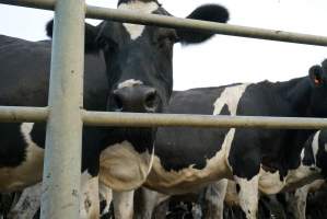 Dairy cows - Waiting to be milked - Captured at Caldermeade Farm, Caldermeade VIC Australia.