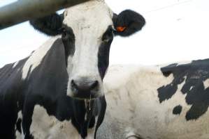 Dairy cows - Waiting to be milked - Captured at Caldermeade Farm, Caldermeade VIC Australia.