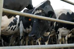 Dairy cows - Waiting to be milked - Captured at Caldermeade Farm, Caldermeade VIC Australia.