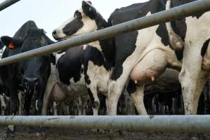 Dairy cows - Waiting to be milked - Captured at Caldermeade Farm, Caldermeade VIC Australia.