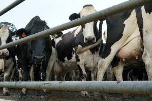 Dairy cows - Waiting to be milked - Captured at Caldermeade Farm, Caldermeade VIC Australia.