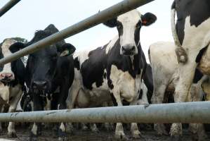 Dairy cows - Waiting to be milked - Captured at Caldermeade Farm, Caldermeade VIC Australia.