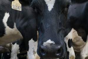 Dairy cows - Waiting to be milked - Captured at Caldermeade Farm, Caldermeade VIC Australia.