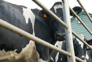 Dairy cows - Waiting to be milked - Captured at Caldermeade Farm, Caldermeade VIC Australia.