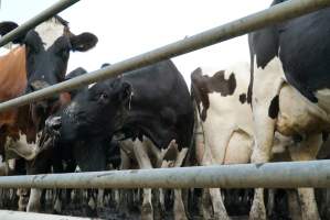 Dairy cows - Waiting to be milked - Captured at Caldermeade Farm, Caldermeade VIC Australia.