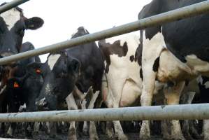 Dairy cows - Waiting to be milked - Captured at Caldermeade Farm, Caldermeade VIC Australia.