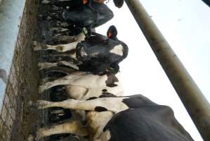 Dairy cows - Waiting to be milked - Captured at Caldermeade Farm, Caldermeade VIC Australia.