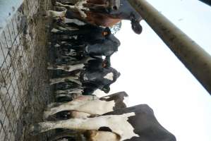 Dairy cows - Waiting to be milked - Captured at Caldermeade Farm, Caldermeade VIC Australia.