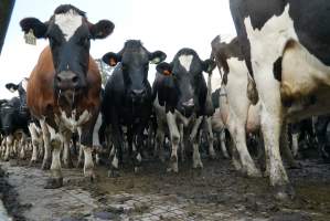 Dairy cows - Waiting to be milked - Captured at Caldermeade Farm, Caldermeade VIC Australia.