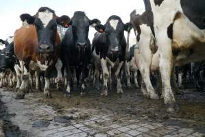 Dairy cows - Waiting to be milked - Captured at Caldermeade Farm, Caldermeade VIC Australia.