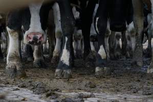 Dairy cows - Waiting to be milked - Captured at Caldermeade Farm, Caldermeade VIC Australia.