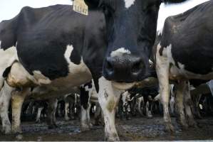 Dairy cows - Waiting to be milked - Captured at Caldermeade Farm, Caldermeade VIC Australia.