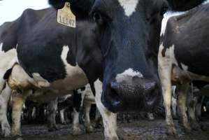 Dairy cows - Waiting to be milked - Captured at Caldermeade Farm, Caldermeade VIC Australia.