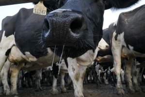 Dairy cows - Waiting to be milked - Captured at Caldermeade Farm, Caldermeade VIC Australia.